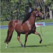February - Mares Calendar 2009