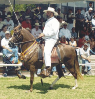 JD Flor de Loto