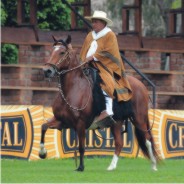 June - Mares Calendar 2009