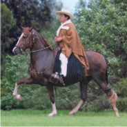 November - Mares Calendar 2009