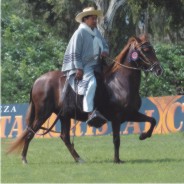 October - Mares Calendar 2009